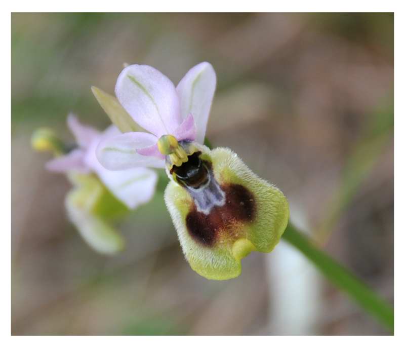 Ophrys tentredinifera